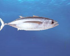 Albacore Tuna