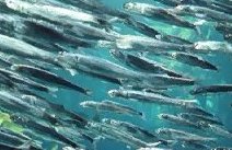 School of anchovy (Mahurangi Harbour)