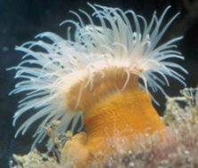 Sea Anemone