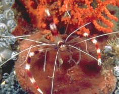 Banded Coral Shrimp