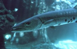 Barracuda