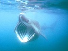 Basking shark