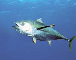 Bigeye Tuna