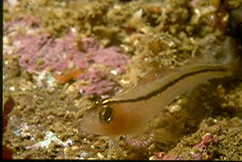 Blenny (Mathersons Bay)