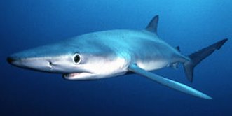 Blue shark