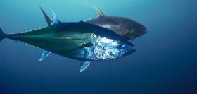 Bluefin Tuna