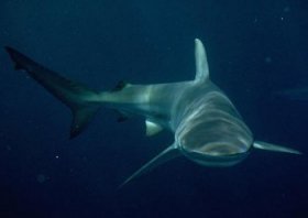 Bronze Whaler shark