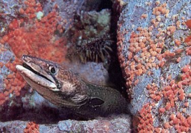 Conger Eel