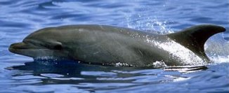 Bottlenose Dolphin