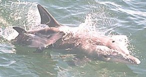 Bottlenose Dolphin and calf