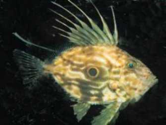 John Dory (Ti Point)