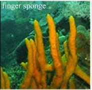 Finger Sponge