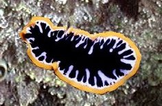 Flatworm