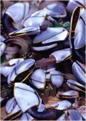 small group of barnacles on a timber pile found at Spirits Bay (Northland)