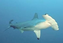 Hammerhead Shark