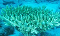 hard staghorn coral (Papua New Guinea)