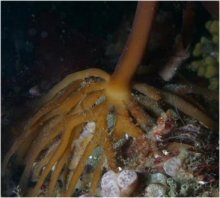 (typical holdfast (foot,or root system for some seaweeds)