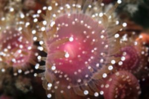 Pink Jewel Anemone