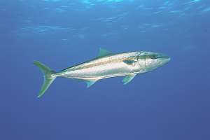 Solitary Yellowtail Kingfish