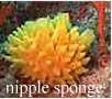 Nipple Sponge