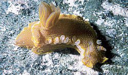 Nudibranch