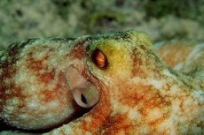 Octopus (Little Barrier Island)