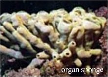 Organ Sponge