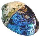 Paua