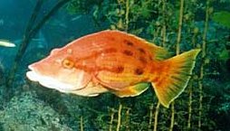 Pigfish