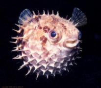 porcupine fish