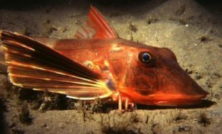 Red Gurnard