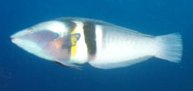 Sandagers Wrasse