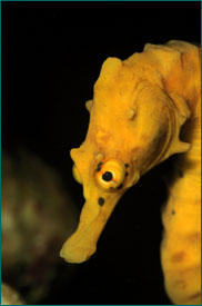 Sea Horse (hippocampus abdominus) Marsdon Point Wharf