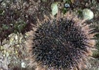 Sea Urchin (Kina)