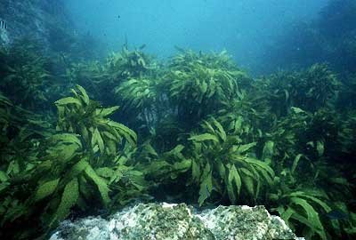 (small forest of seaweed typical of around our reefs)