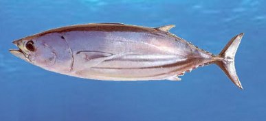 Skipjack Tuna