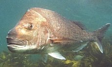 Very old goat       island gradaddy Snapper (Goat Island)