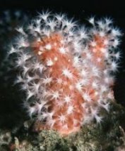 soft coral, (Alcyonium) Kawau Island