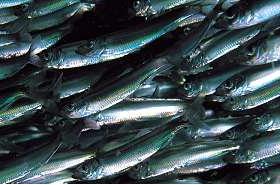 school of sprats