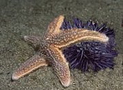 Starfish attacking a sea urchin