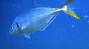 Trevally