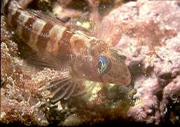 Blue eyed Triplefin (Kawau island)