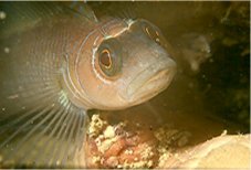 Triplefin (Mathersons Bay)