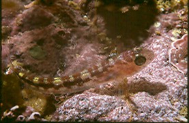 Triplefin (Mathersons Bay)