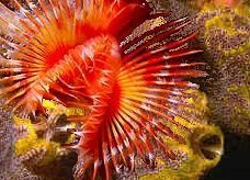 Tubeworm (Marsdon Point Wharf)