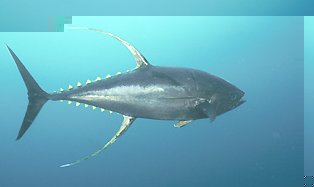 Yellowfin Tuna